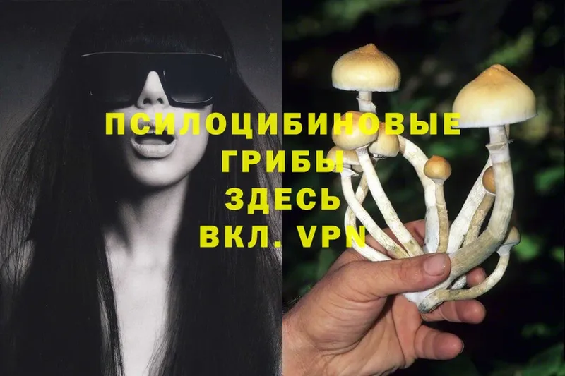 Галлюциногенные грибы Psilocybe Алзамай